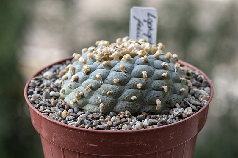 Lophophora fricii 