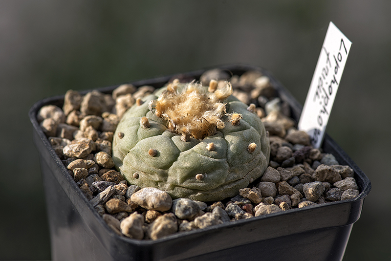 Lophophora fricii 