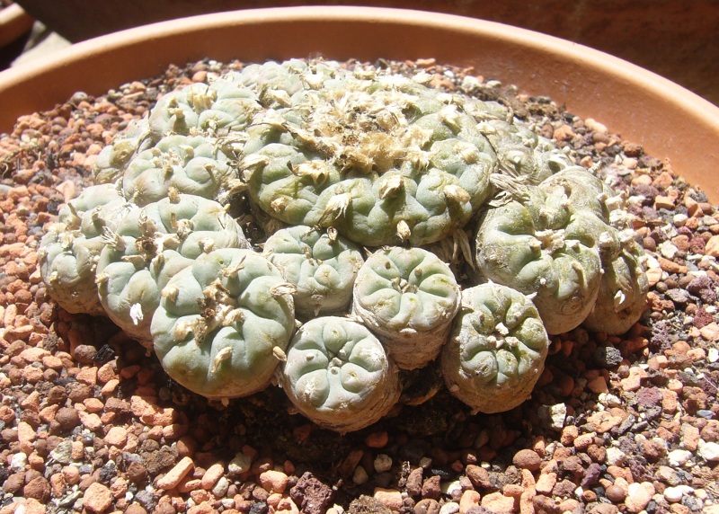 Lophophora fricii 