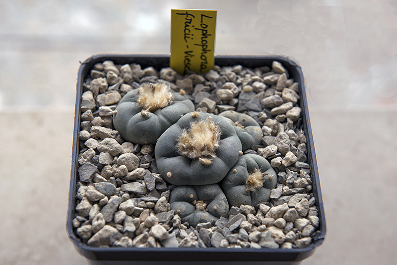 Lophophora fricii 