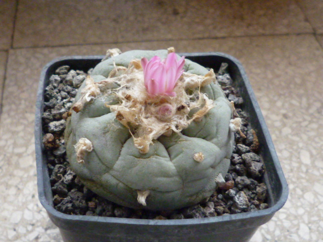 Lophophora jourdaniana 