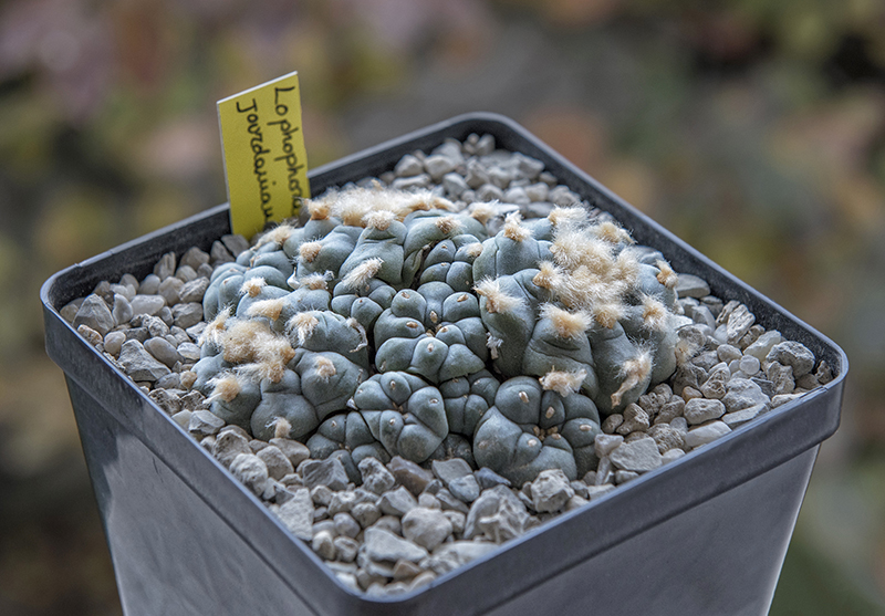 Lophophora jourdaniana 