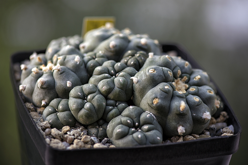 lophophora jourdaniana