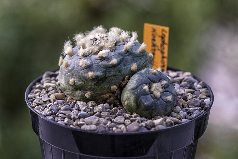 Lophophora koehresii 