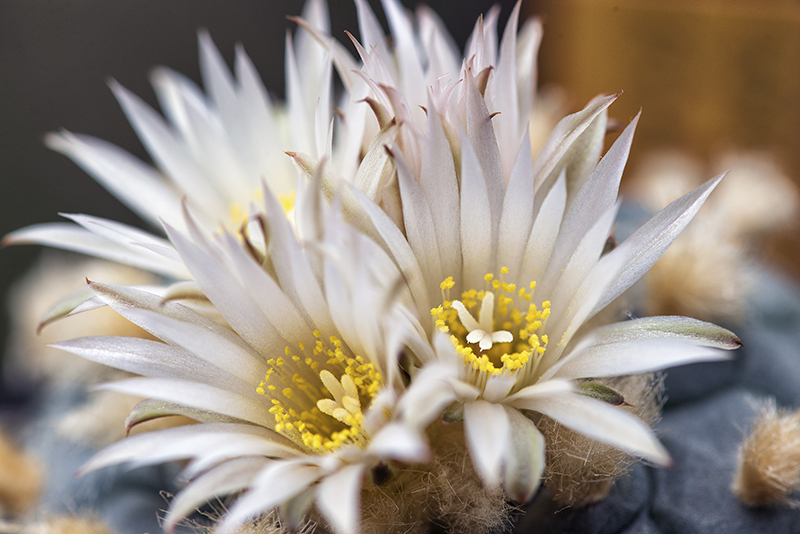 Lophophora koehresii 