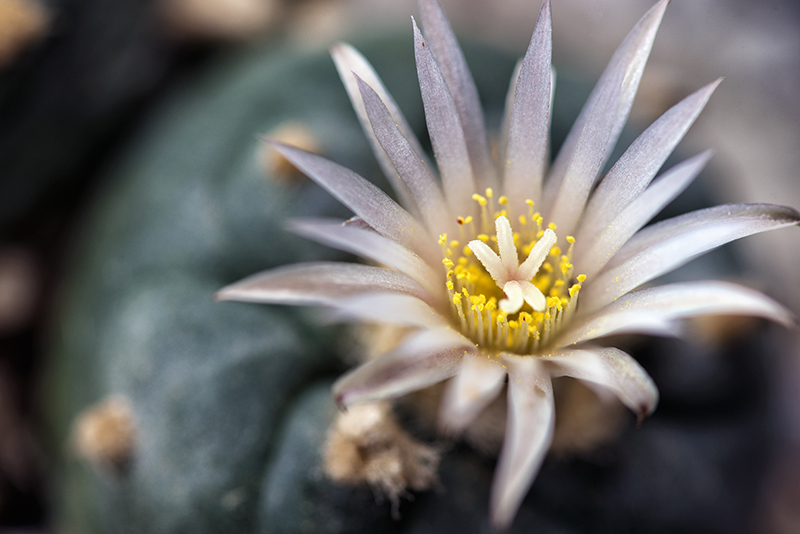 Lophophora koehresii 