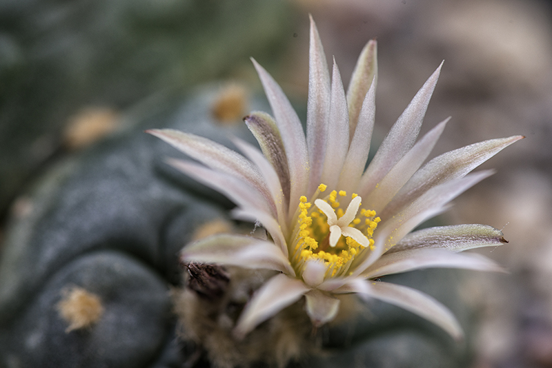 Lophophora koehresii 