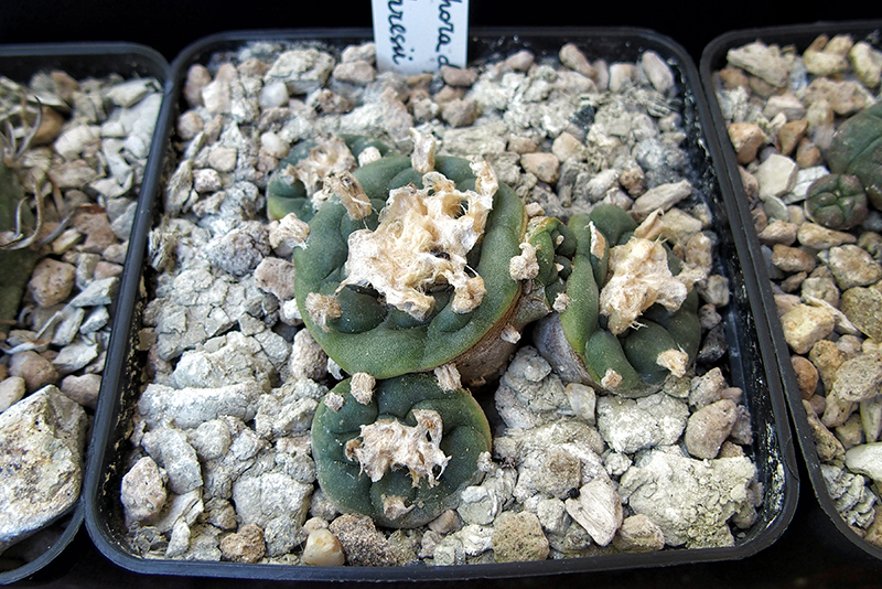 Lophophora koehresii 