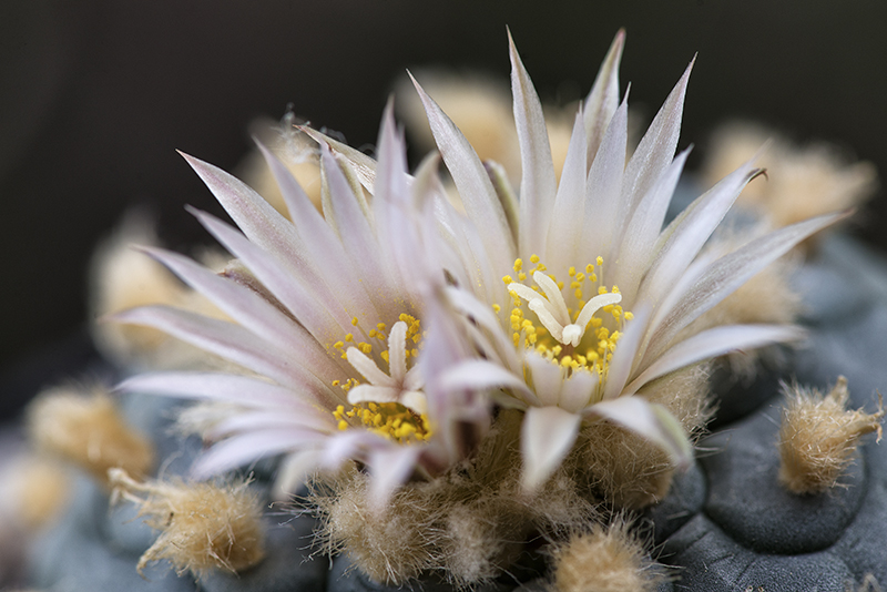 Lophophora koheresii 