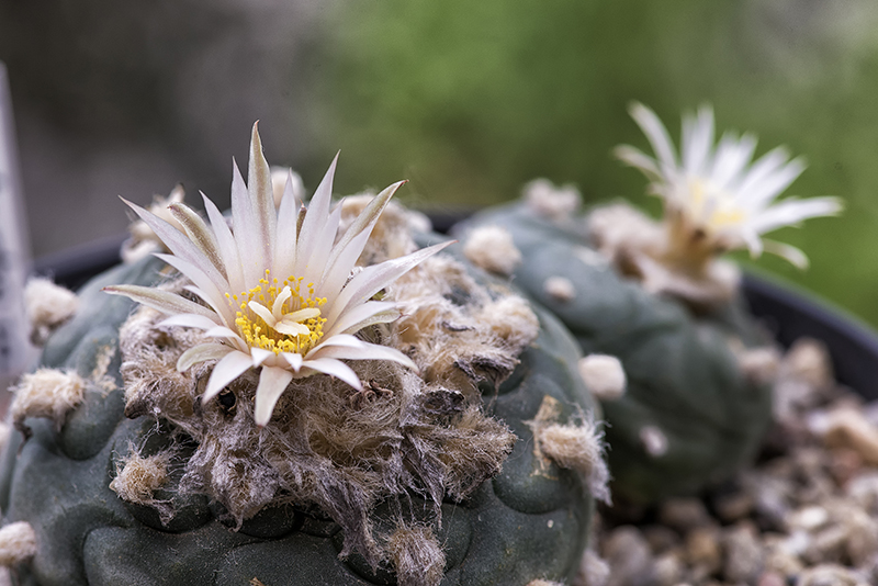 Lophophora koehresii 