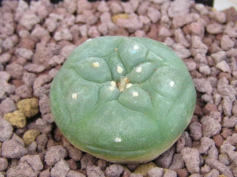 lophophora lutea
