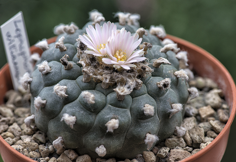 Lophophora williamsii 