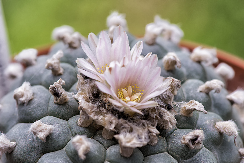 Lophophora williamsii 