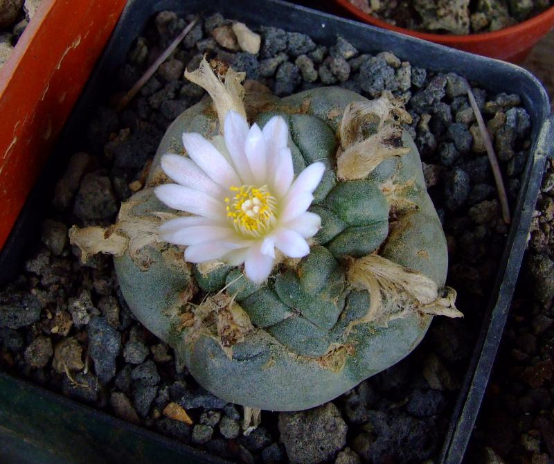 Lophophora williamsii 