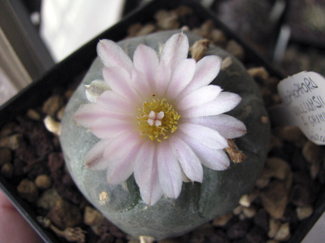 Lophophora williamsii 