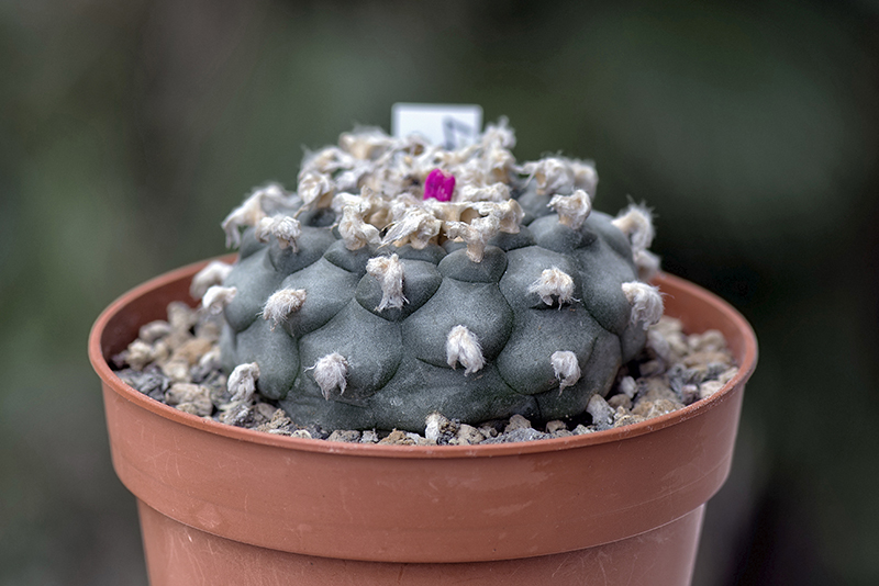 Lophophora williamsii 