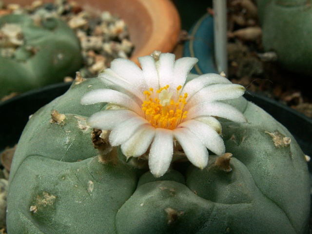 Lophophora williamsii 