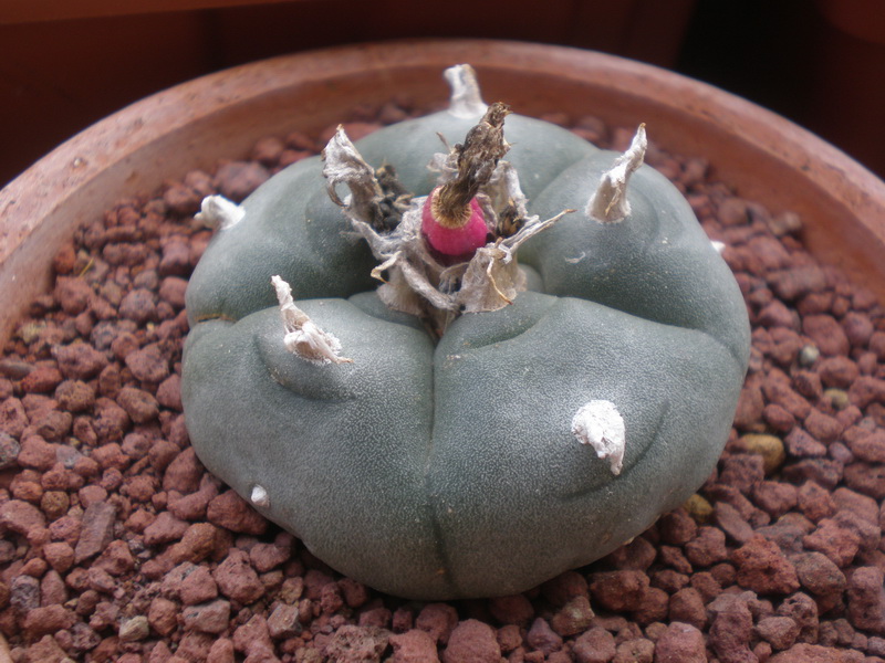 Lophophora williamsii 