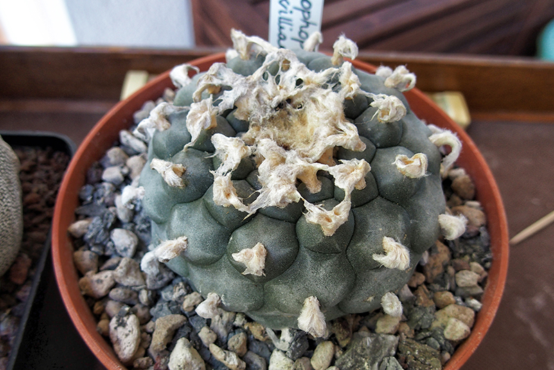 Lophophora  