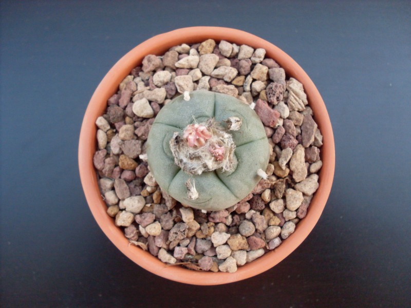 Lophophora williamsii 