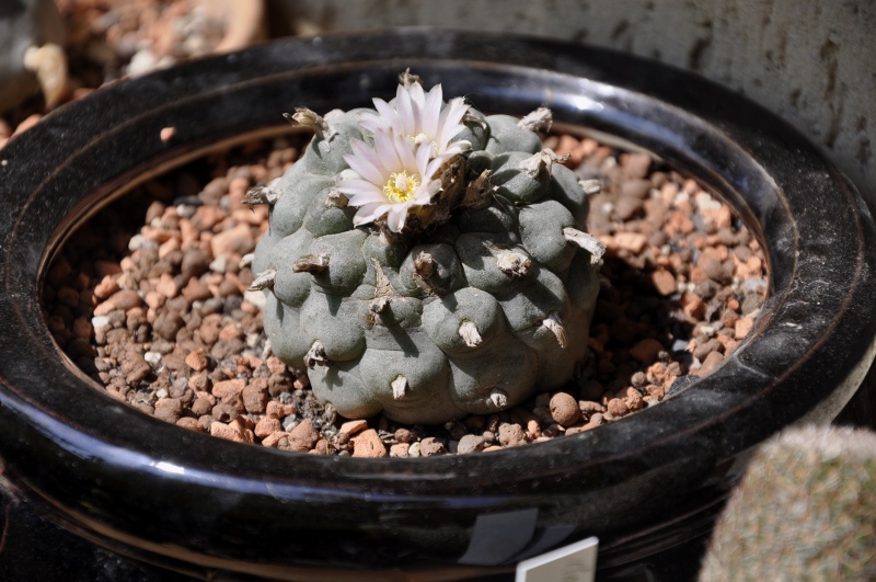 Lophophora williamsii 