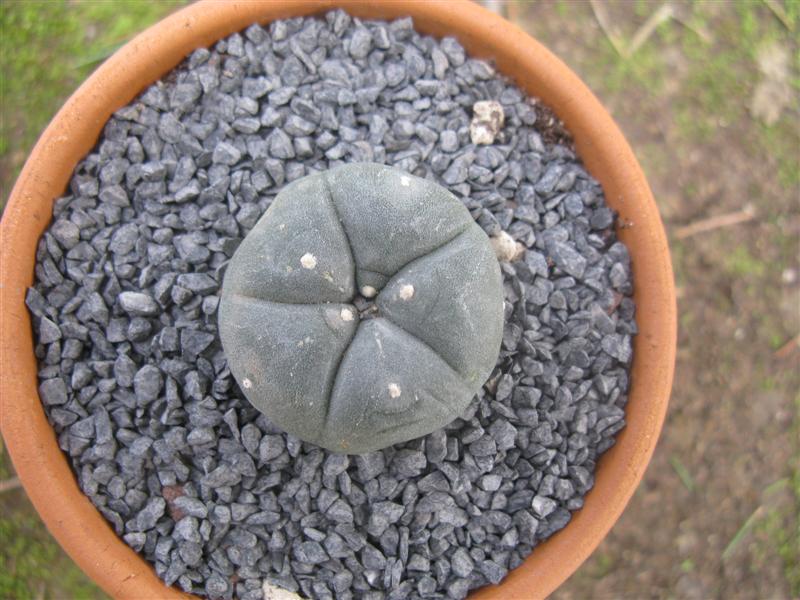 Lophophora williamsii 