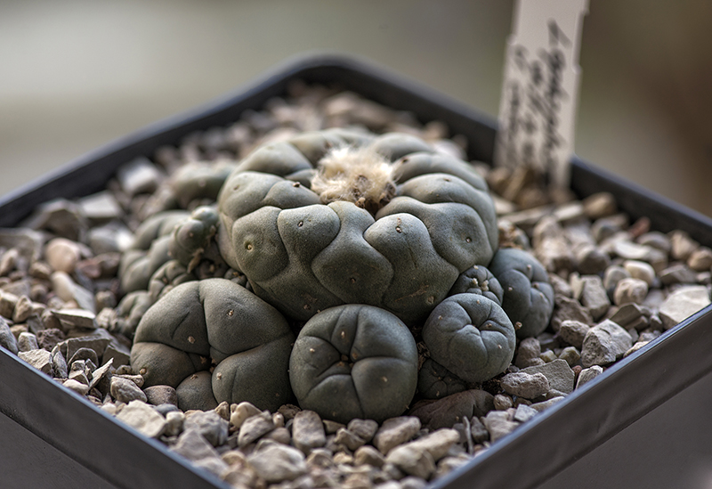 Lophophora williamsii v. caespitosa 