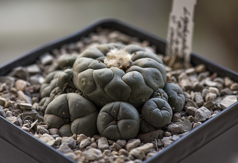 Lophophora williamsii f. caespitosa 