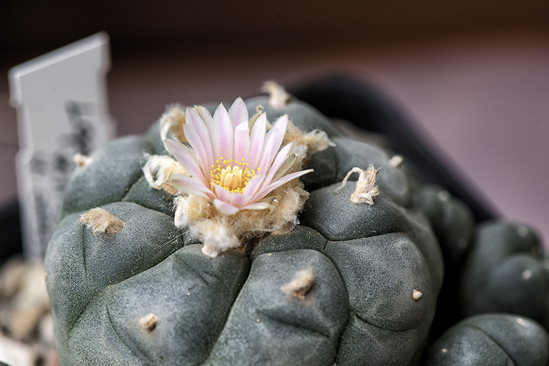 Lophophora williamsii v. caespitosa 