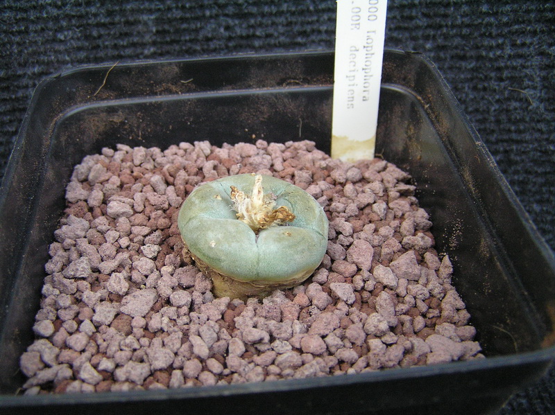 Lophophora williamsii v. decipiens 