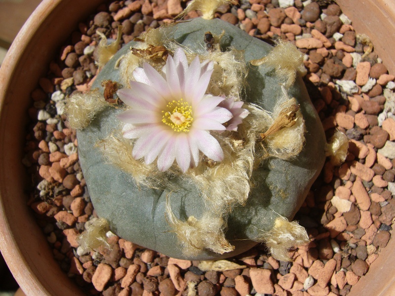 Lophophora williamsii 