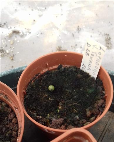 Lophophora williamsii v. texana 