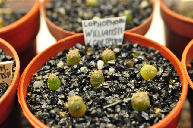 lophophora williamsii v. caespitosa