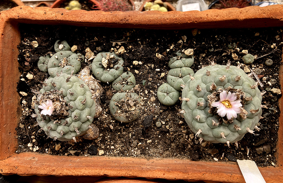 lophophora williamsii