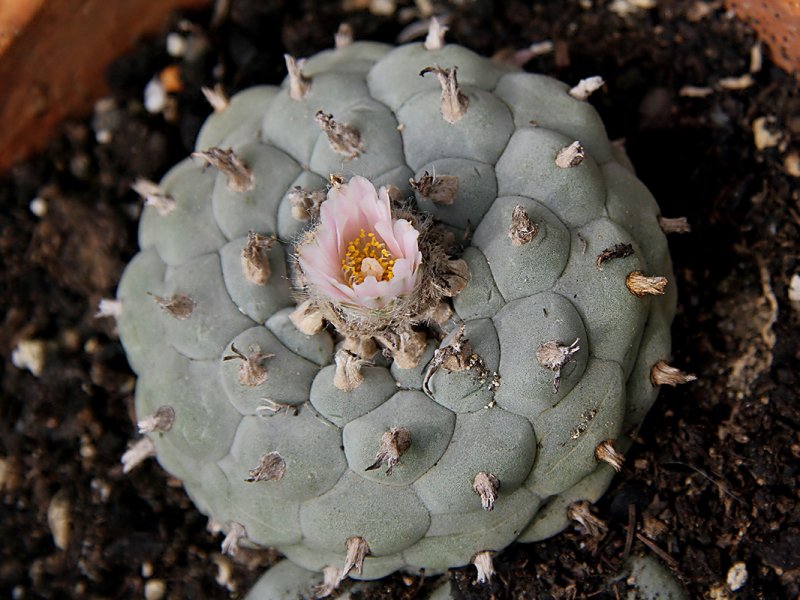 Lophophora williamsii 