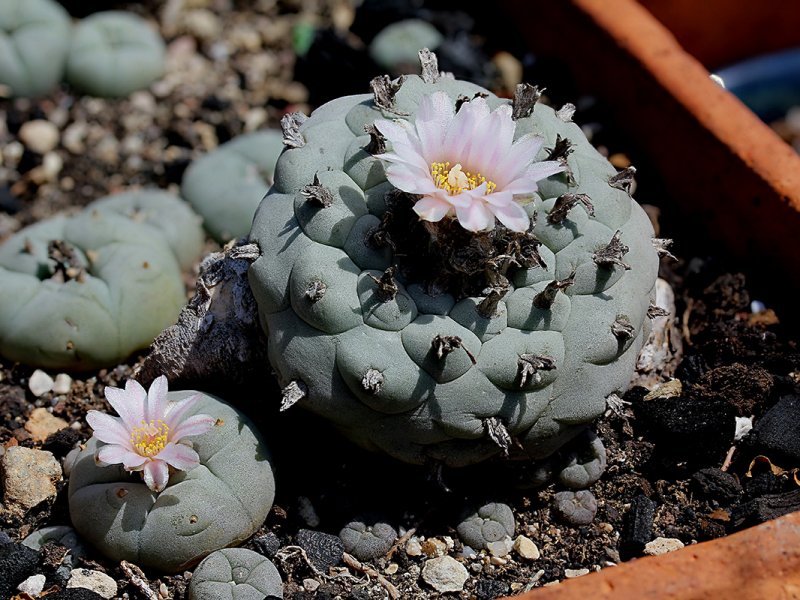 Lophophora williamsii 