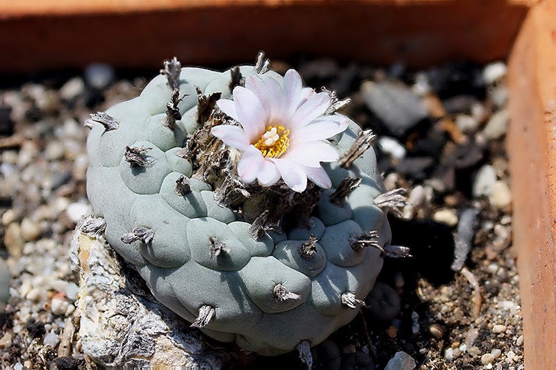 Lophophora williamsii 