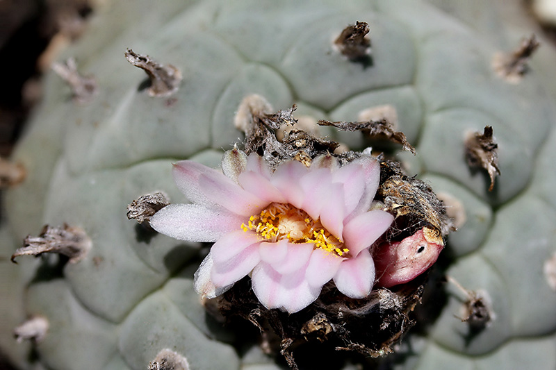 Lophophora williamsii 