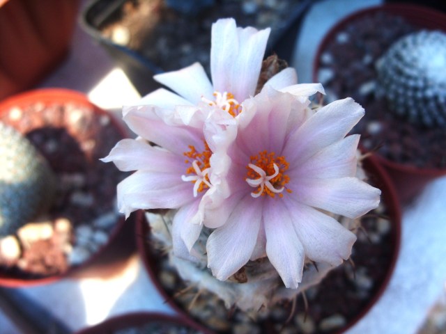 Turbinicarpus lophophoroides 