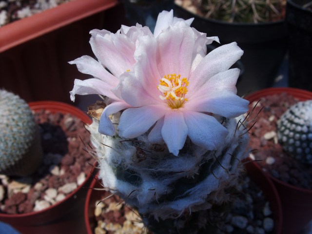 Turbinicarpus lophophoroides 