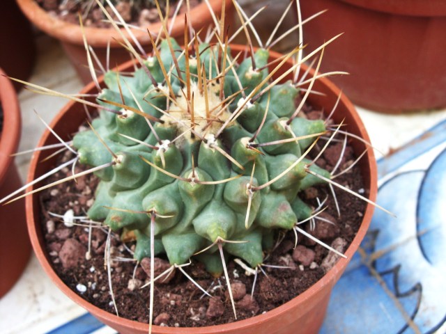 Thelocactus lophothele 