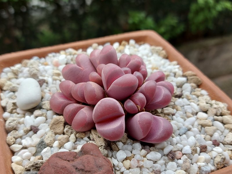 Lithops optica cv. rubra 