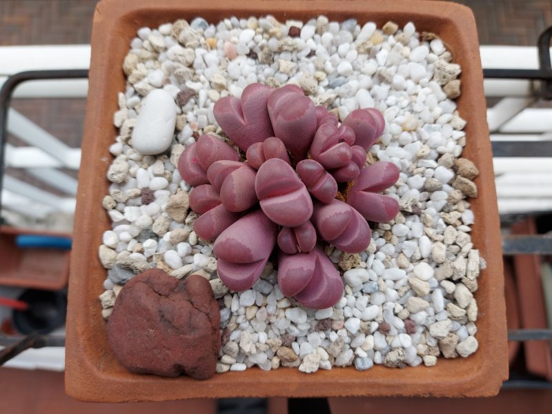 Lithops optica cv. rubra 