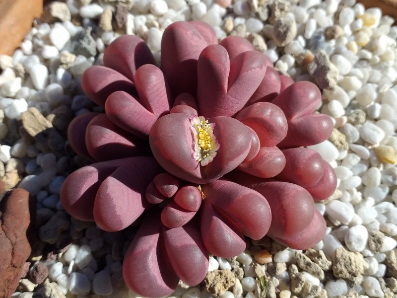 Lithops optica cv. rubra 