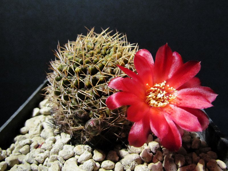 Sulcorebutia vasqueziana ssp. losenickyana G200/1