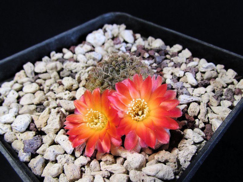 Sulcorebutia vasqueziana ssp. losenickyana G358/9