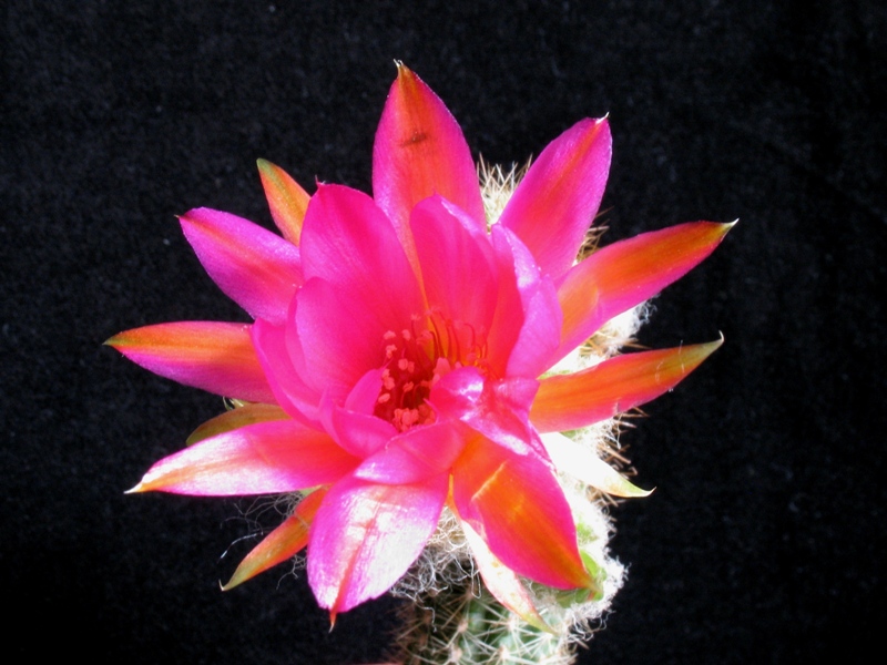 chamaecereus cv. lothar