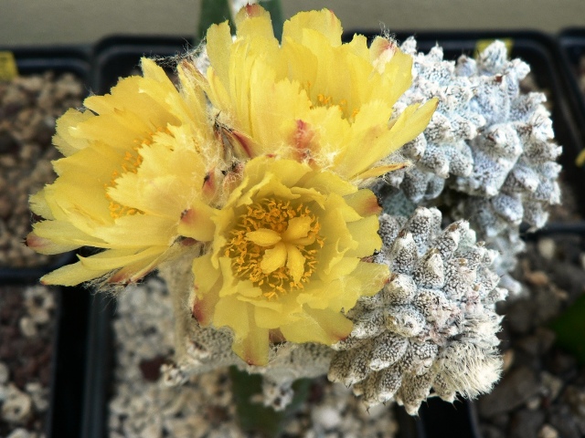 Astrophytum myriostigma cv. lotusland 