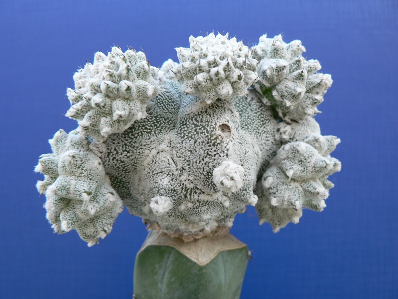 Astrophytum myriostigma cv. Lotusland 