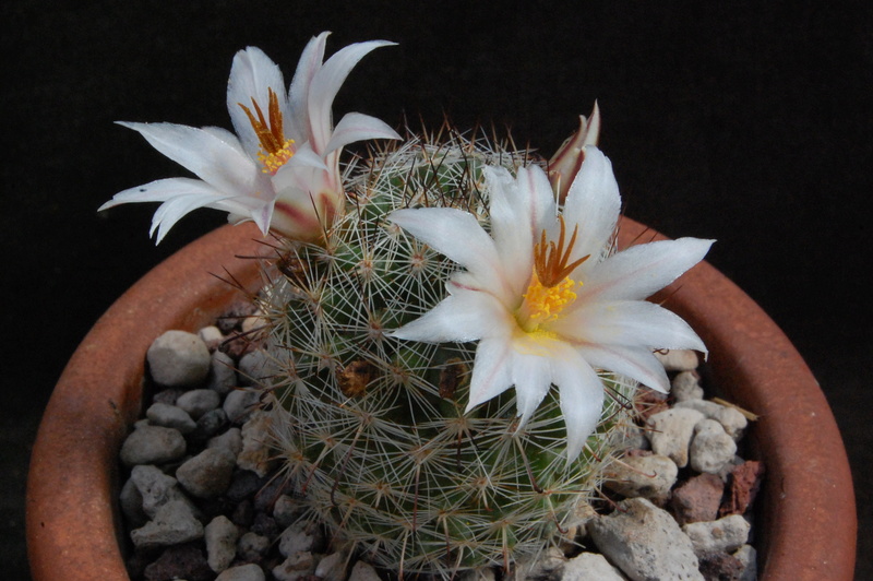 Mammillaria hutchisoniana ssp. louisae SB 1484